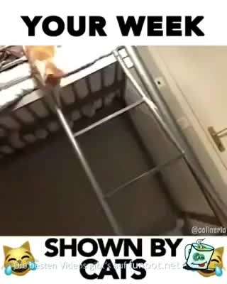 Hier ist der Spaßthread. Zum Schmunzeln und Kaputtlachen-Beitrag-Bild