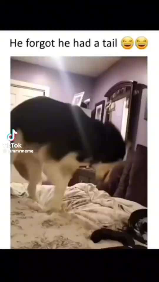 Hunde Memes-Beitrag-Bild