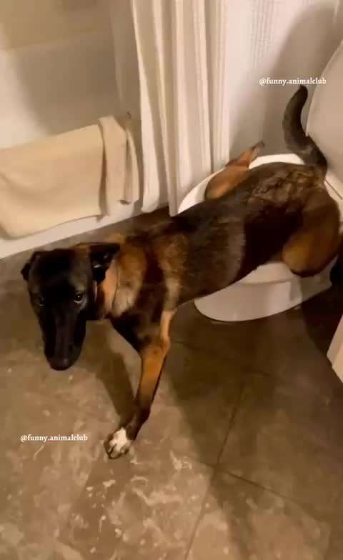 Hunde Memes-Beitrag-Bild