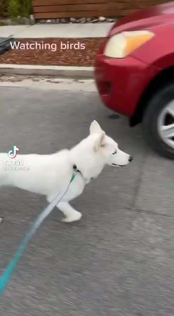 Hier ist der Spaßthread. Zum Schmunzeln und Kaputtlachen-Beitrag-Bild