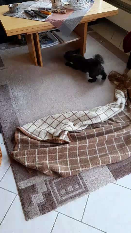 Zeigt hier Euer liebstes Video Eurer Hunde-Beitrag-Bild