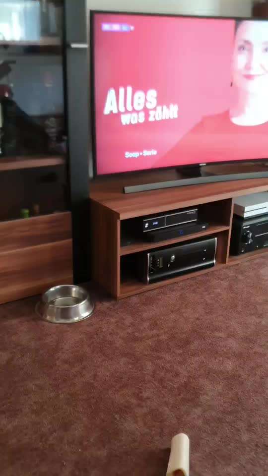 Hund knurrt TV an-Beitrag-Bild