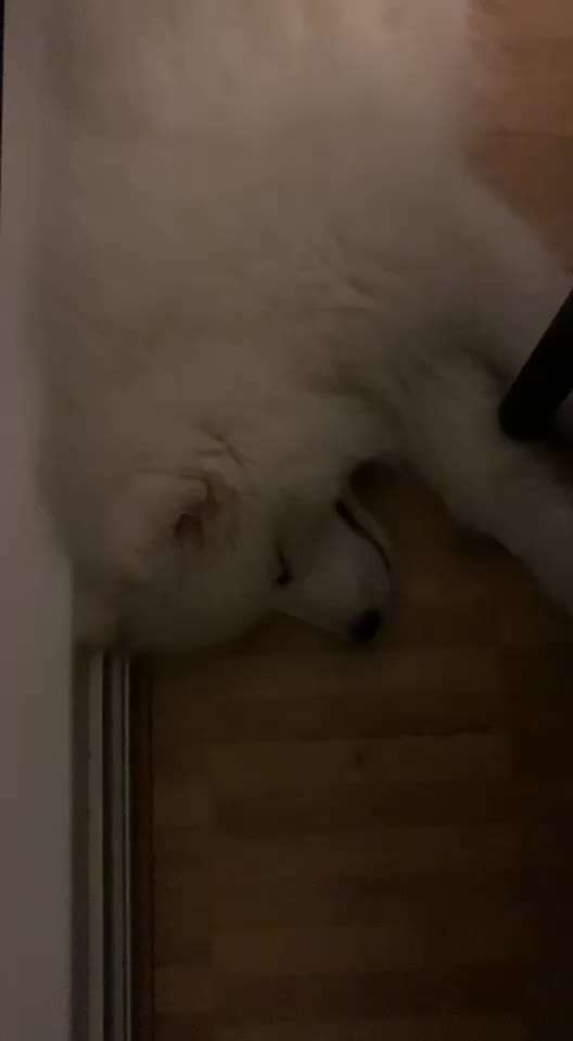 Samojede-Beitrag-Bild