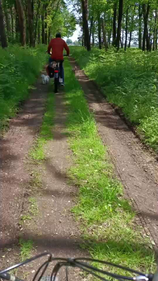 Radfahren mit Hund-Beitrag-Bild