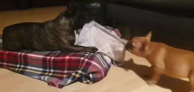 Zeigt hier Euer liebstes Video Eurer Hunde-Beitrag-Bild