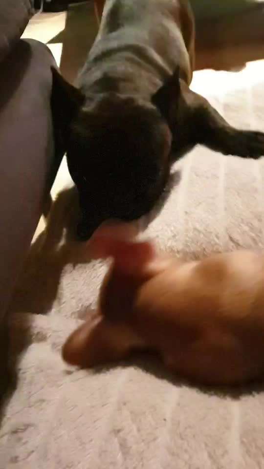 Französische Bulldoggen-Beitrag-Bild