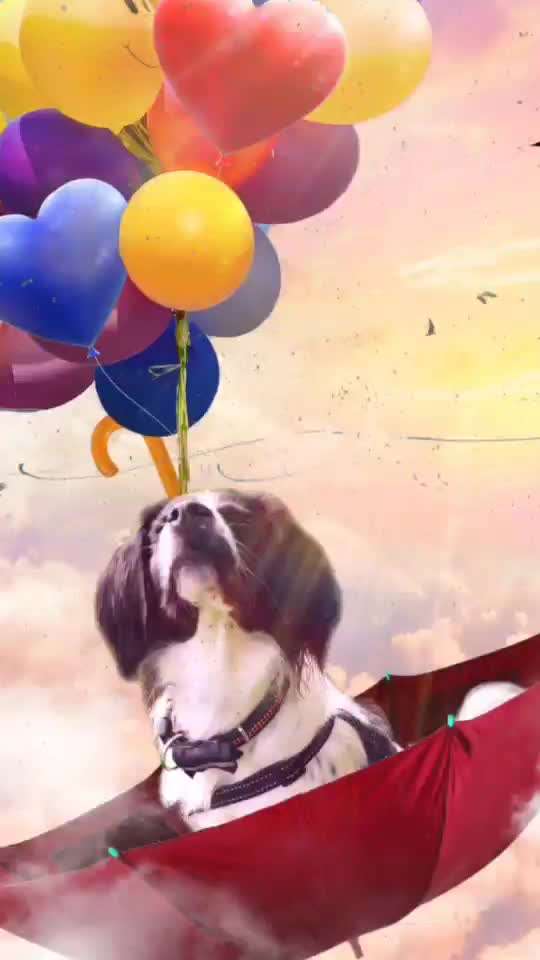 Photomontagen mit Hund-Beitrag-Bild