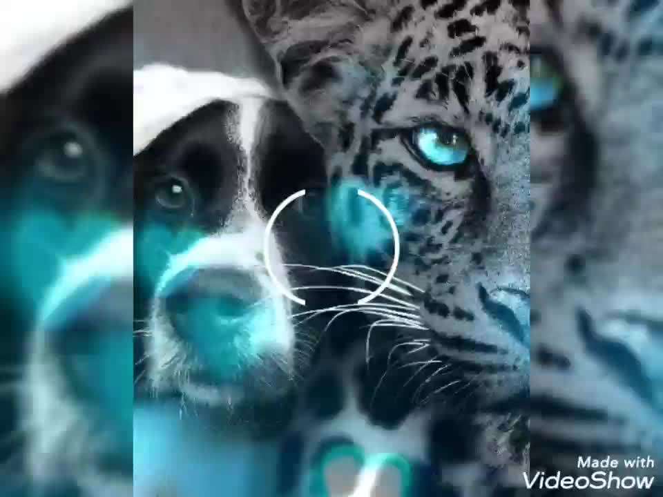 Photomontagen mit Hund-Beitrag-Bild