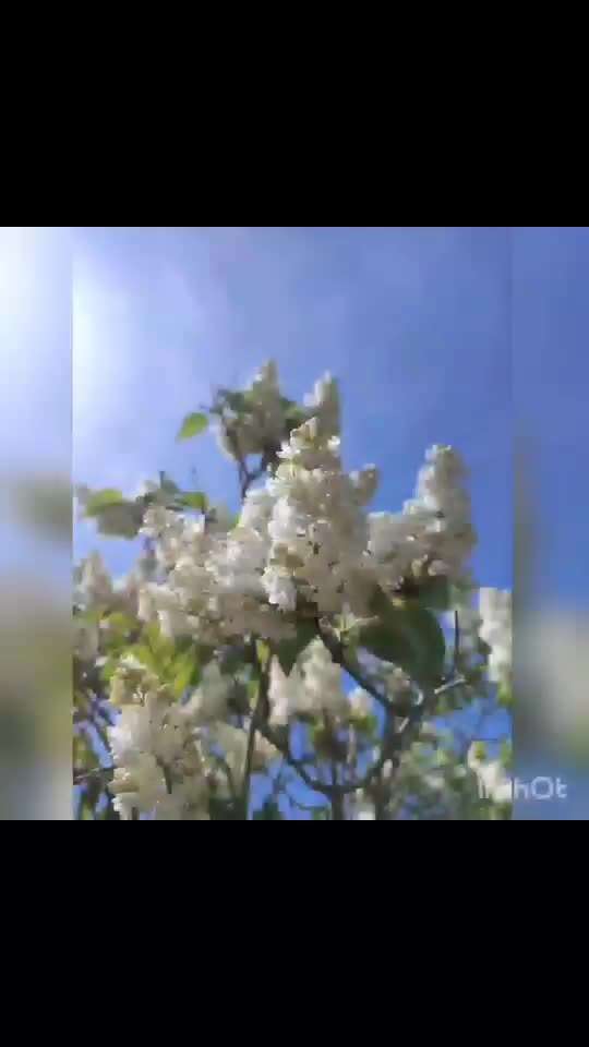 Die wunderschöne Welt mit Hund.-Beitrag-Bild