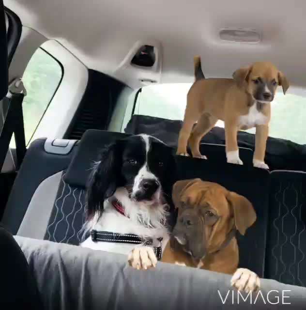 Photomontagen mit Hund-Beitrag-Bild