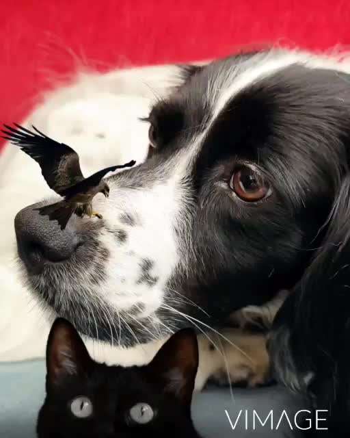 Photomontagen mit Hund-Beitrag-Bild