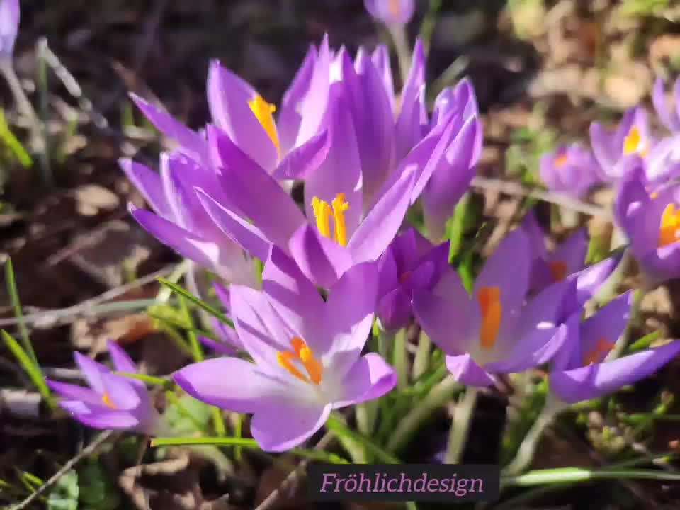 Die wunderschöne Welt mit Hund.-Beitrag-Bild