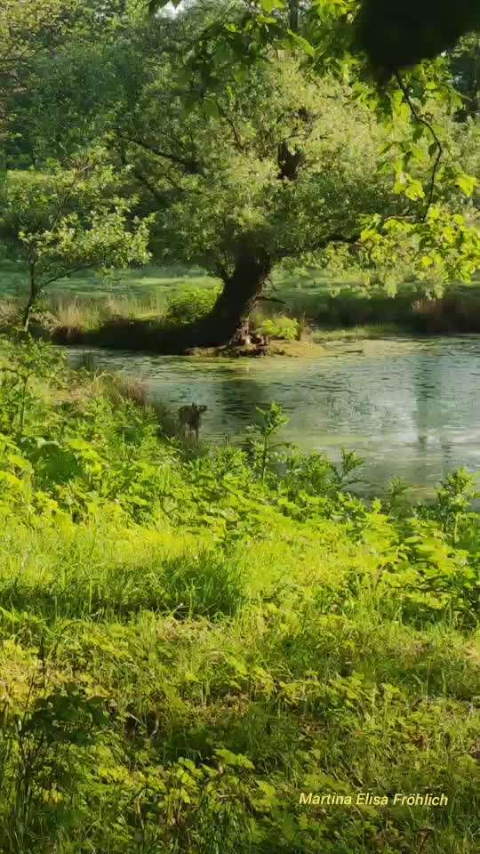 Die wunderschöne Welt mit Hund.-Beitrag-Bild