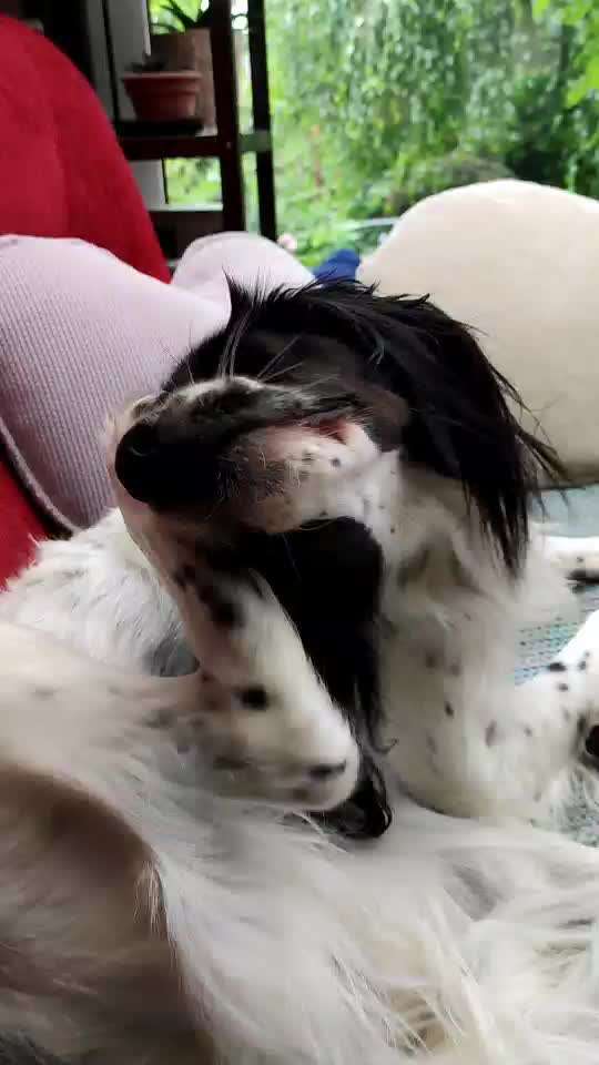 Zeigt hier Euer liebstes Video Eurer Hunde-Beitrag-Bild