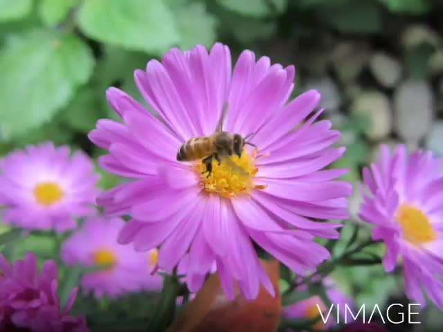 Die wunderschöne Welt mit Hund.-Beitrag-Bild