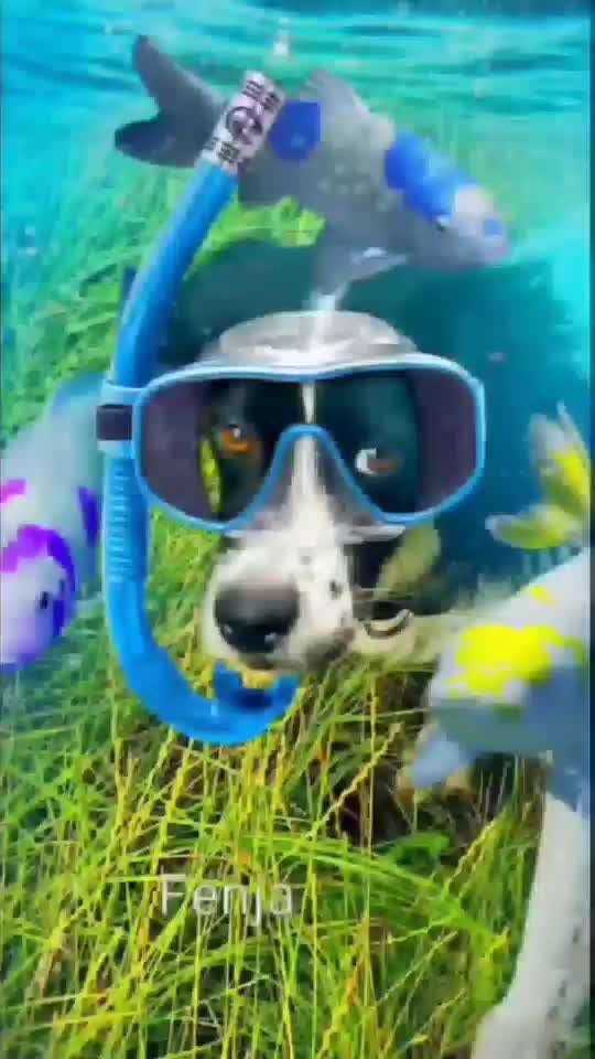 Photomontagen mit Hund-Beitrag-Bild