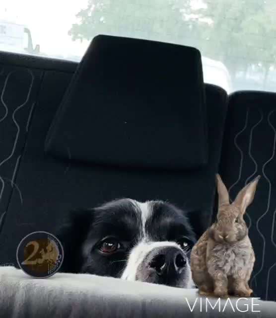 Photomontagen mit Hund-Beitrag-Bild