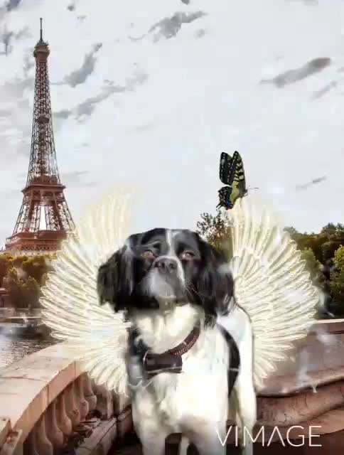 Photomontagen mit Hund-Beitrag-Bild