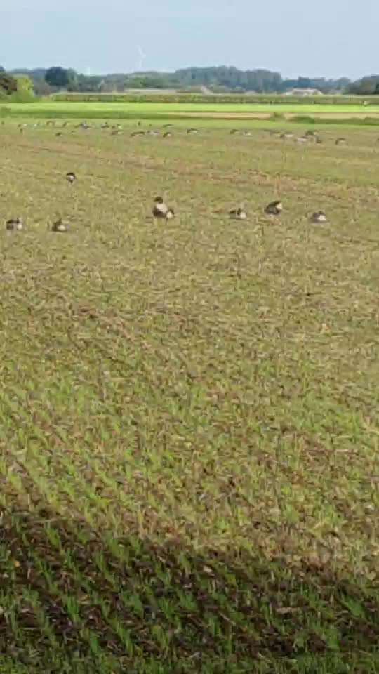 Die wunderschöne Welt mit Hund.-Beitrag-Bild