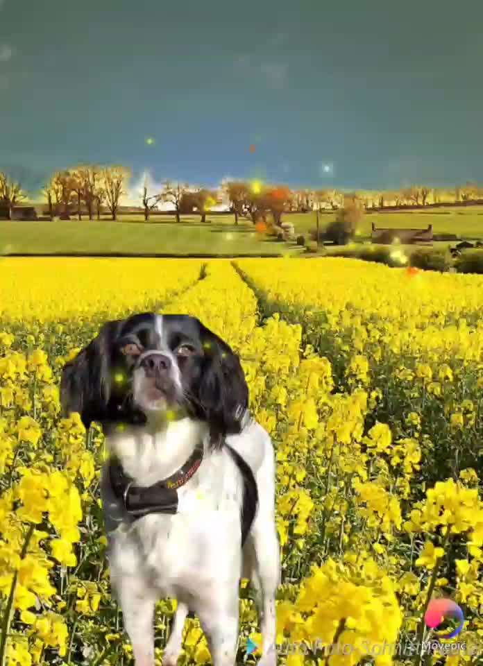 Photomontagen mit Hund-Beitrag-Bild