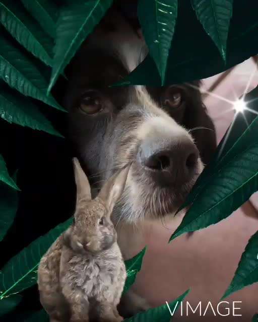 Photomontagen mit Hund-Beitrag-Bild