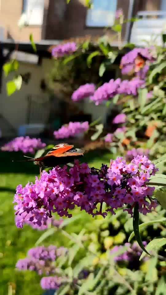 Die wunderschöne Welt mit Hund.-Beitrag-Bild