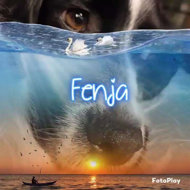 Zeigt hier Euer liebstes Video Eurer Hunde-Beitrag-Bild