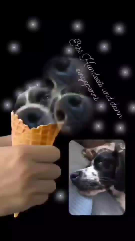 Photomontagen mit Hund-Beitrag-Bild