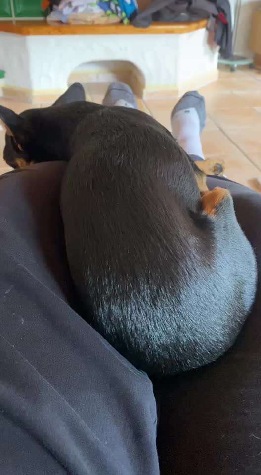 Prager Rattler-Beitrag-Bild