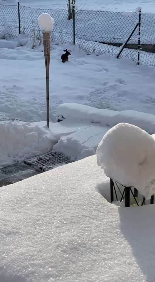 Prager Rattler-Beitrag-Bild