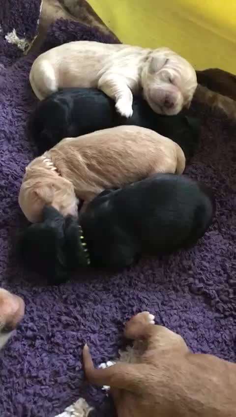 ...zeigt her das allererste Video das ihr von eurem Hund habt...-Beitrag-Bild