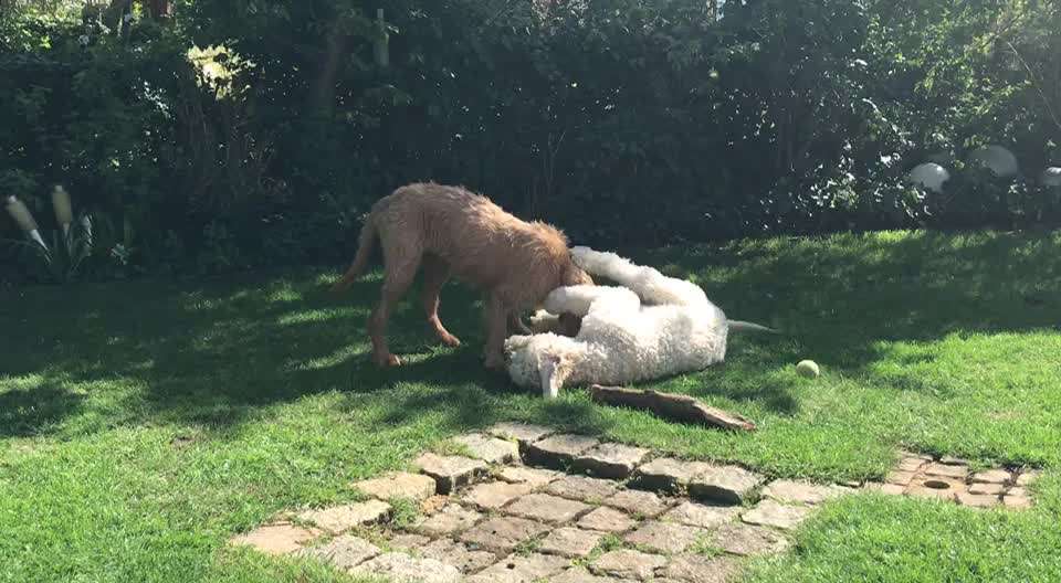 Die Dogorama Wochen Challenge "Friends will be Friends"-Beitrag-Bild