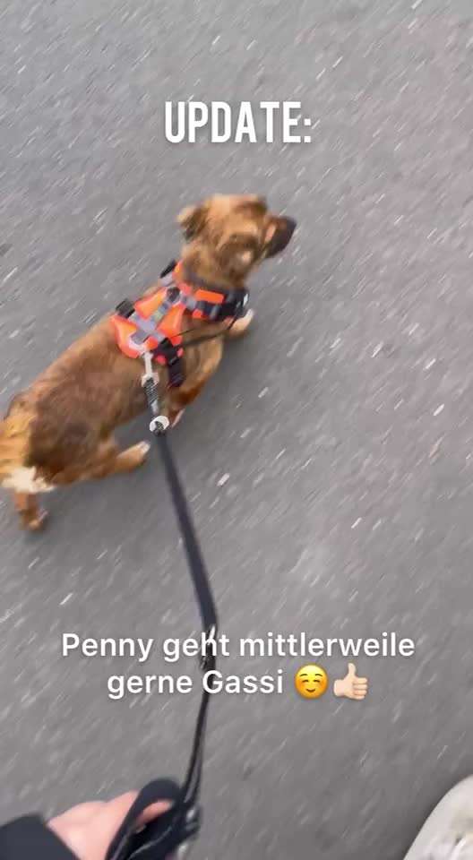 Keine Lust auf Gassi gehen? (Hund aus Serbien)-Beitrag-Bild