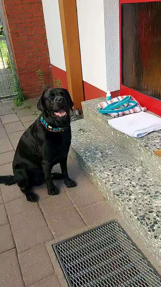 Wo sind meine Labrador Freunde-Beitrag-Bild