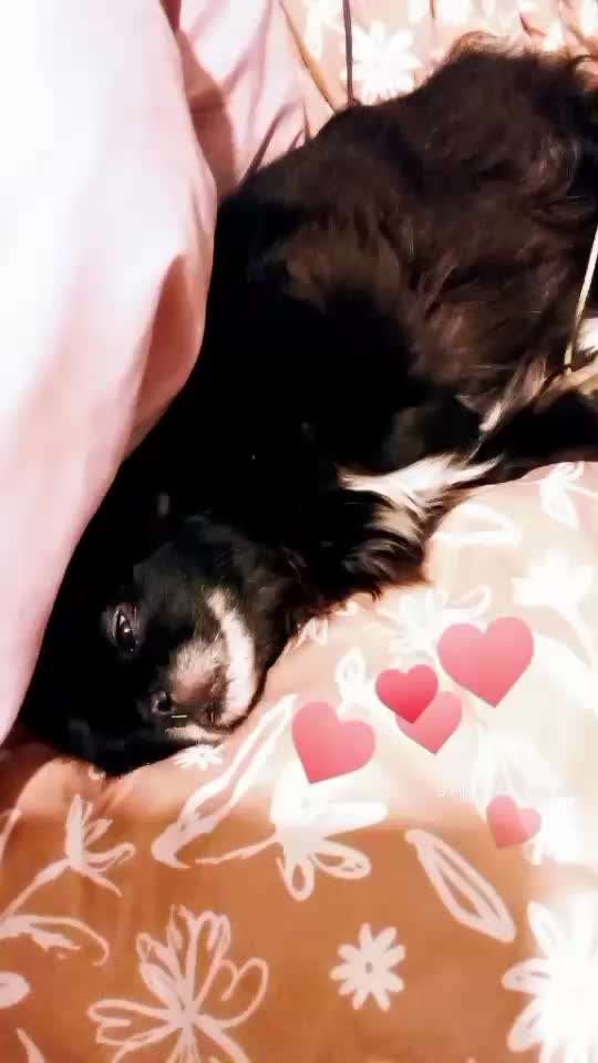 Tibet Spaniel-Beitrag-Bild