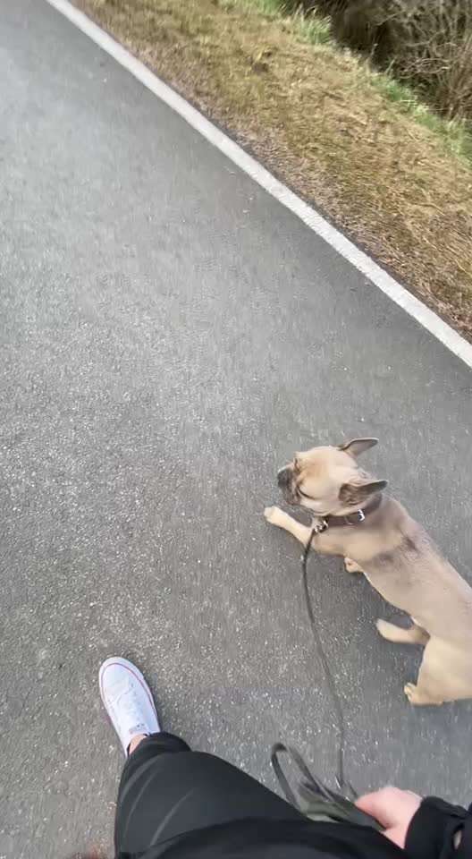 Brachycephale Hunderassen-Beitrag-Bild