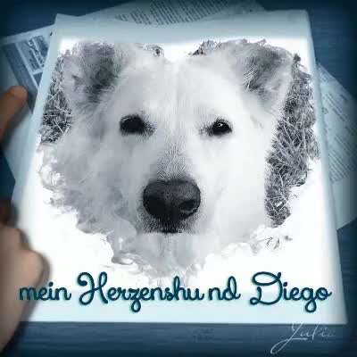 Dogorama Photo Challenge - Herzenshund-Beitrag-Bild