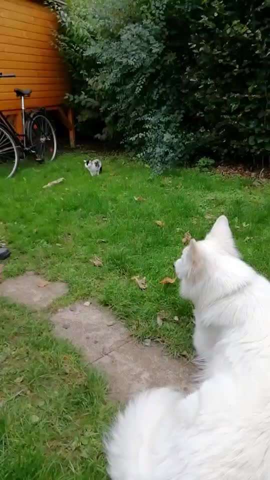 Impulskontrolle Challenge Nr 20: Jagdreiz/Bewegungsreiz aushalten-Beitrag-Bild