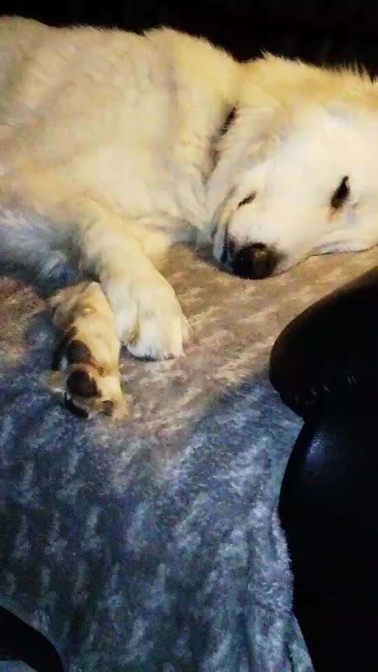 40. Handy Video Challenge - Im Land der Träume-Beitrag-Bild