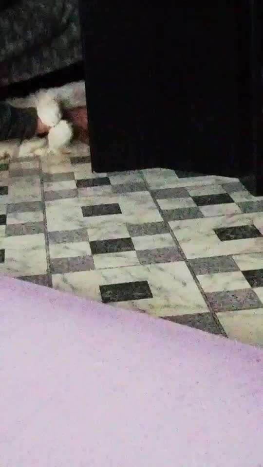 55. Video Challange: lustiges Video/Lieblingsvideo-Beitrag-Bild