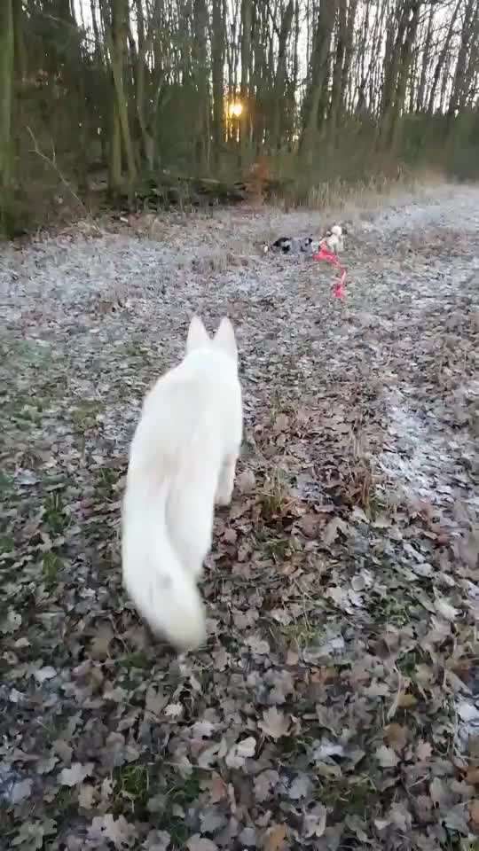 Handyvideochallenge Nr. 26 Gross und Klein-Beitrag-Bild