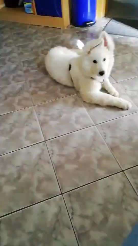 Handy Video Challenge Nr.36 Indoorbespaßung-Beitrag-Bild