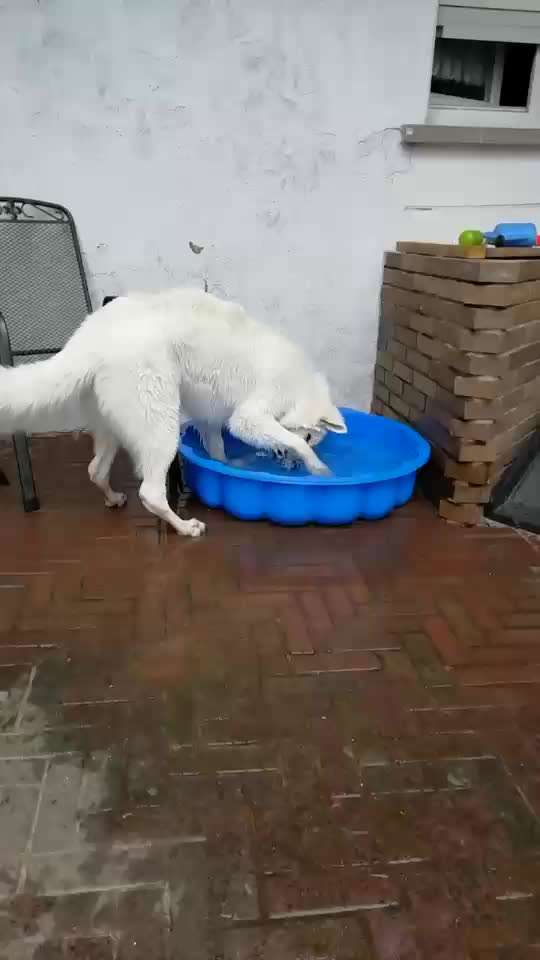 Zeigt hier Euer liebstes Video Eurer Hunde-Beitrag-Bild