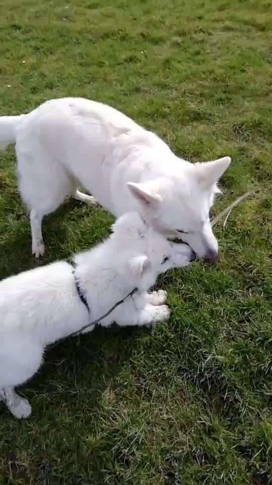 Handyvideochallenge Nr. 26 Gross und Klein-Beitrag-Bild