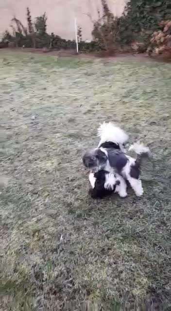 Handyvideochallenge Nr. 26 Gross und Klein-Beitrag-Bild