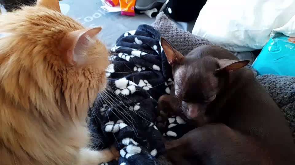 Hier ist der Spaßthread. Zum Schmunzeln und Kaputtlachen-Beitrag-Bild