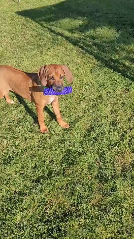 Hunderunde-Beitrag-Bild