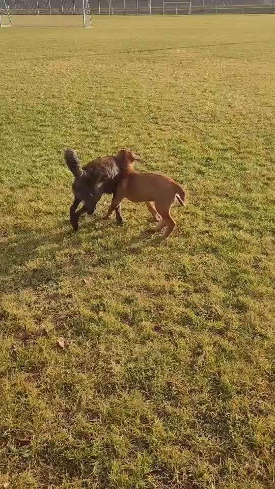 Dogorama Photo Challenge - Die besten Hundebuddys-Beitrag-Bild