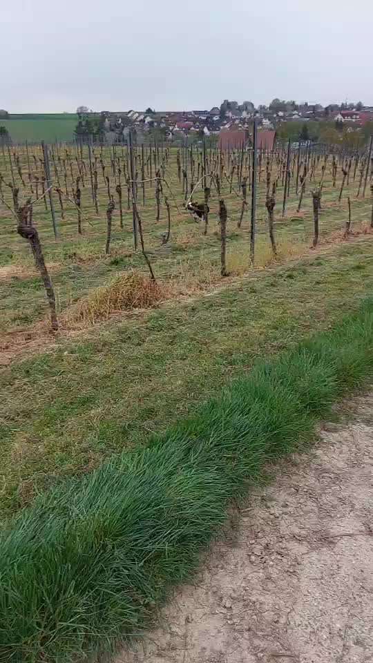 Französische Bulldoggen-Beitrag-Bild