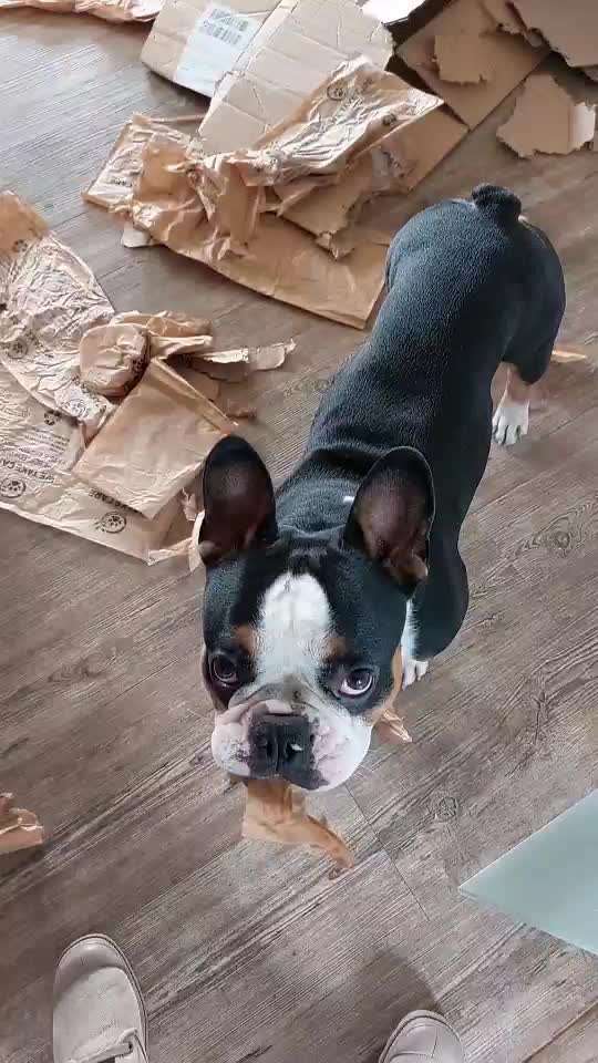 Französische Bulldoggen-Beitrag-Bild